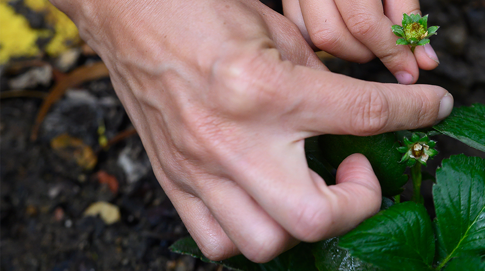 A parent and a young child plant and tend garden plants, their hands guiding small tasks in rich soil. 
